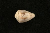 藏品(花冠芋螺)的圖片